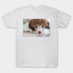 Toy Poodle Puppy T-Shirt